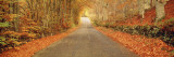 Autumn Road Scotland