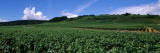 Vineyard  Burgundy  France