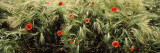 Red Poppies in a Barley Field  Baden-Wurttemberg  Germany