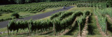 Road Passing Through Vineyards  Near Traverse City  Grand Traverse County  Michigan  USA