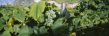 Bunch of Grapes in a Vineyard  Sao Miguel  Ponta Delgada  Azores  Portugal