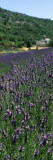Lavender Crop with Monastery in Background  Abbaye De Senanque  Provence-Alpes-Cote D'Azur  France