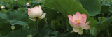 Lotus Blooming in a Pond