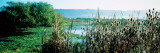 Plants in a Marsh  Arcata Marsh  Arcata  Humboldt County  California  USA