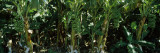 Bananas Growing on Trees  Western Australia  Australia