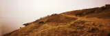 Water Buffaloes Grazing at a Riverbank  Ganges River  Varanasi  Uttar Pradesh  India