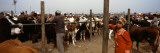 Cattle for Sale in a Market  Kashgar  Xinjiang Province  China