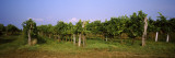 Vineyard  Weinviertel  Lower Austria  Austria