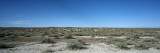 Herd of Springboks Grazing in a Landscape  Etosha National Park  Kunene Region  Namibia