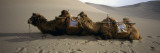 Two Camels Sitting in a Desert  Dunhuang  Jiuquan  Gansu Province  China