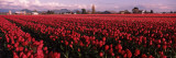 Tulips in a Field  Skagit Valley  Washington State  USA