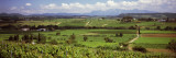 View of Vineyards  Penedes  Catalonia  Spain