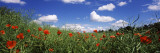 Red Poppies Blooming in a Field  Baden-Wurttemberg  Germany