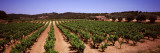 Vineyard  Bot  Terra Alta  Tarragona Province  Catalonia  Spain
