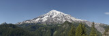 Trees in Front of Mountain  Mt Rainier  Mt Rainier National Park  Pierce County  Washington State