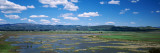 Moss in a Wetland  Marin County  California  USA