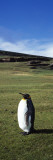King Penguin in a Field  at the Neck  Saunders Island  Falkland Islands