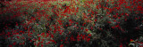 Poppy Flowers in a Field  Sangzor  Uzbekistan