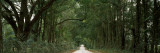 Oak Trees Along a Dirt Road  Williston  Levy County  Florida  USA