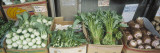 Organic Asian Vegetables in Containers at a Market Stall  Honolulu  Hawaii