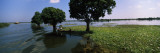 Seaweed in a River  Sangker River  Battambang Province  Cambodia