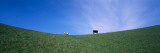 Two Cows in a Field  USA