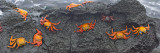 High Angle View of Sally Lightfoot Crabs on a Rock  Ecuador