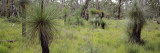 Grasstrees in a Forest  Western Australia  Australia