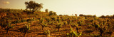Vineyard  Penedes  Catalonia  Spain