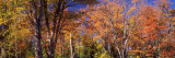 Trees in Autumn  Vermont  USA