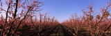 Peach Trees in an Orchard  Central Valley  California  USA