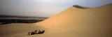 Two Camels Sitting in a Desert  Dunhuang  Jiuquan  Gansu Province  China