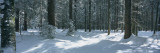 Trees in a Forest  Black Forest  St Peter  Germany