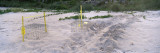 Loggerhead Turtle Tracks on the Beach  Osprey  Sarasota County  Florida  USA