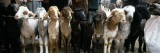 Sheep in a Market  Kashgar  Xinjiang Province  China