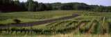 Road Passing Through Vineyards  Near Traverse City  Grand Traverse County  Michigan  USA