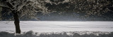 Tree on a Snow Covered Landscape  French Riviera  France