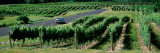 Car on a Road Passing Through Vineyards  Chateau Chantal  Grand Traverse County  Michigan  USA