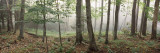 Trees in a Forest  Old Forge  Adirondack Mountains  Herkimer County  New York State  USA