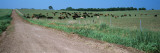 Cows Grazing in a Field  Jackson County  Kansas  USA