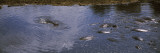 Hippopotamus and Alligator in a Waterhole  Serengeti National Park  Tanzania