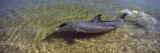Bottle-Nosed Dolphin in Sea  Monkey Mia  Shark Bay Marine Park  Perth  Western Australia  Australia