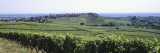 Vineyard  Zellenberg  Haut-Rhin  Alsace  France