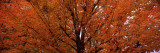 Maple Tree in Autumn  Vermont  USA