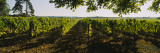 Grape Vines in a Vineyard  Loire Valley  France