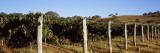 Grape Vines in a Vineyard  Mount Majura Vineyard  Canberra  Australia