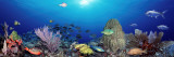 School of Fish Swimming in the Sea