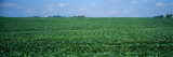 Soybean Crop in a Field  Tama County  Iowa  USA