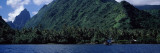 Trees on the Coast  Tahiti  French Polynesia