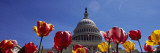 Tulips with a Government Building in the Background  Capitol Building  Washington Dc  USA